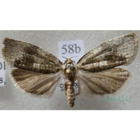 Pseudosciaphila branderiana (Linnaeus, 1758) Czech58b